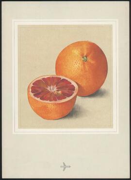 Menú Zurich-Santiago Naranjas